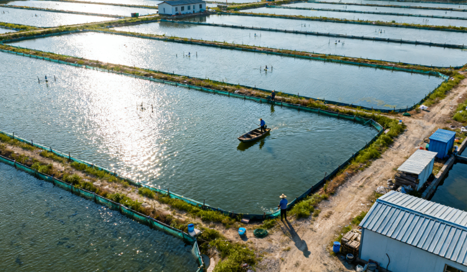魚還能吃嗎？漁場專用水質(zhì)檢測儀助力漁業(yè)科學(xué)養(yǎng)殖的關(guān)鍵檢測設(shè)備