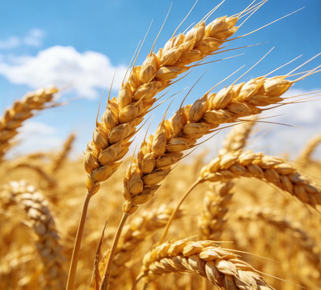 基層糧站缺專(zhuān)業(yè)設(shè)備？LD-LZ1熒光定量檢測(cè)儀操作簡(jiǎn)單易上手